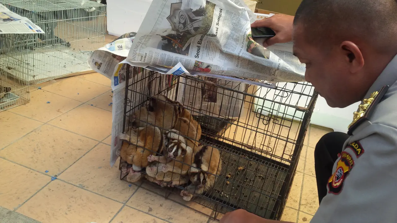 Miris, Kukang Jawa Langka Diburu dan Dijual Murah