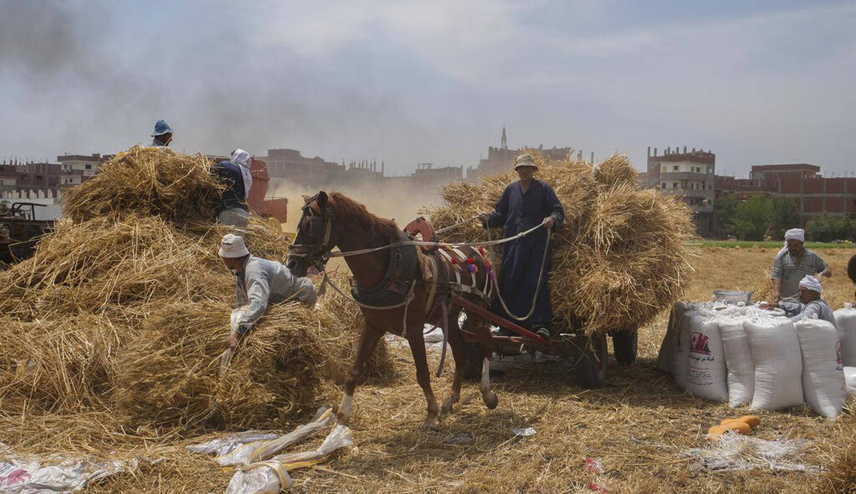 Seorang pengemudi kereta kuda membawa gandum ke sebuah pabrik di sebuah peternakan di provinsi Delta Nil al-Sharqia, Mesir, Rabu (11/5/2022). Mesir sedang mencoba untuk meningkatkan produksi gandum dalam negeri karena perang di Ukraina telah tegang pasokan gandum internasional. (AP Photo/Amr Nabil)