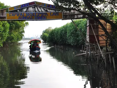 Perahu wisatawan melewati hutan mangrove di Sungai Rindu, Desa Hurip Jaya, Babelan, Bekasi, Jumat (7/6/2019). Berkeliling naik perahu melewati kawasan hutan mangrove di Sungai Rindu ini menjadi daya tarik para wisatawan lokal. (merdeka.com/Arie Basuki)