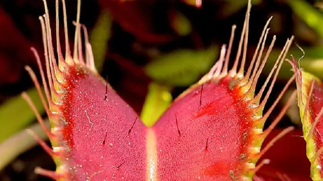 Dionaea muscipula (Wikipedia/Creative commons)