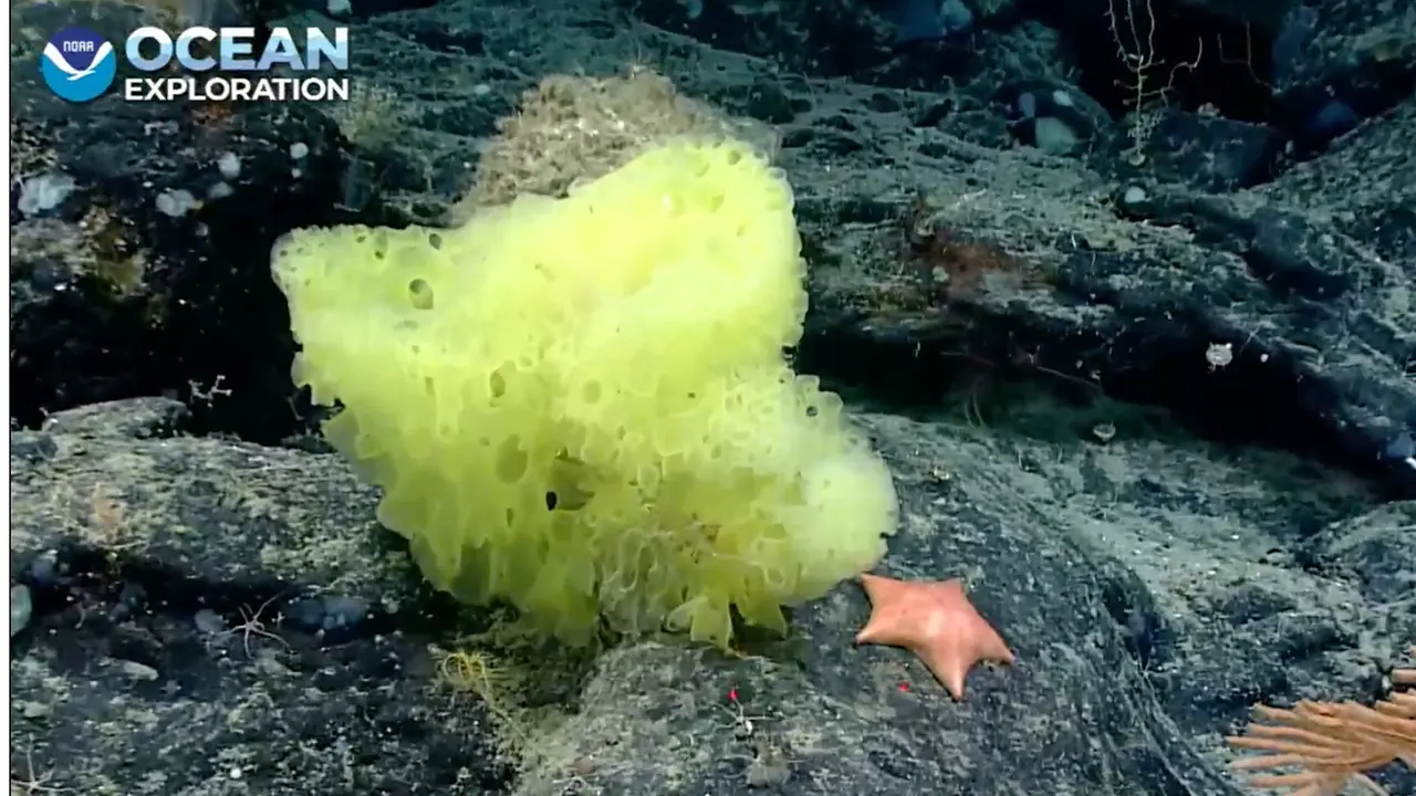 Viral Penemuan SpongeBob dan Patrick Oleh Ilmuwan Laut Ini Mirip Seperti di TV
