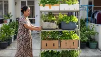 10 Desain Kebun Sayur Vertikal dari Box Bekas, Panen Melimpah Setiap Hari