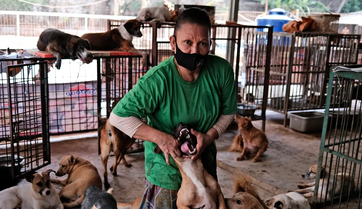 Pekerja memberi obat ke seekor anjing di Pejaten Shelter, Jakarta (2/7/2020). Pejaten Shelter adalah tempat bagi lebih dari 1.400 anjing, kebanyakan dari mereka adalah anjing jalanan, sementara trah yang lebih besar seperti pitbull dan rottweiler disimpan di dalam kandang. (AP Photo/Dita Alangkara)