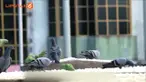Ia ikhlas habiskan gajinya untuk memberi makan burung-burung kesayangannya tersebut.