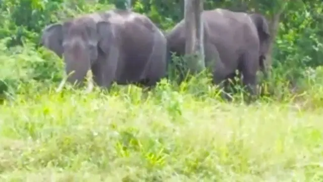 Gajah latih dan gajah liar mencoba berkomunikasi di Kabupaten Indragiri Hulu, Riau.