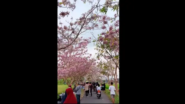Viral Bunga Tabebuya Bermekaran di Magelang, Warganet Salfok Payung Warna-warni