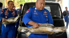 Polisi membawa penyu hijau (chelonia mydas) di tempat konservasi setelah diselamatkan oleh Kantor Polisi Laut Indonesia di Denpasar, Bali, Selasa (17/10/2023). Sebanyak 11 penyu hijau berhasil diselamatkan saat hendak diselundupkan ke Denpasar, Bali, untuk dijadikan hidangan. (SONNY TUMBELAKA/AFP)