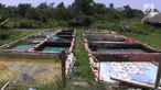 Ratusan kolam ikan para petani di kawasan Sugiwaras  dan sekitar kelurahan talang Jambi, kecamatan Sukarami Palembang, menderita kekeringan akibat kekurangan air selama musim kemarau.