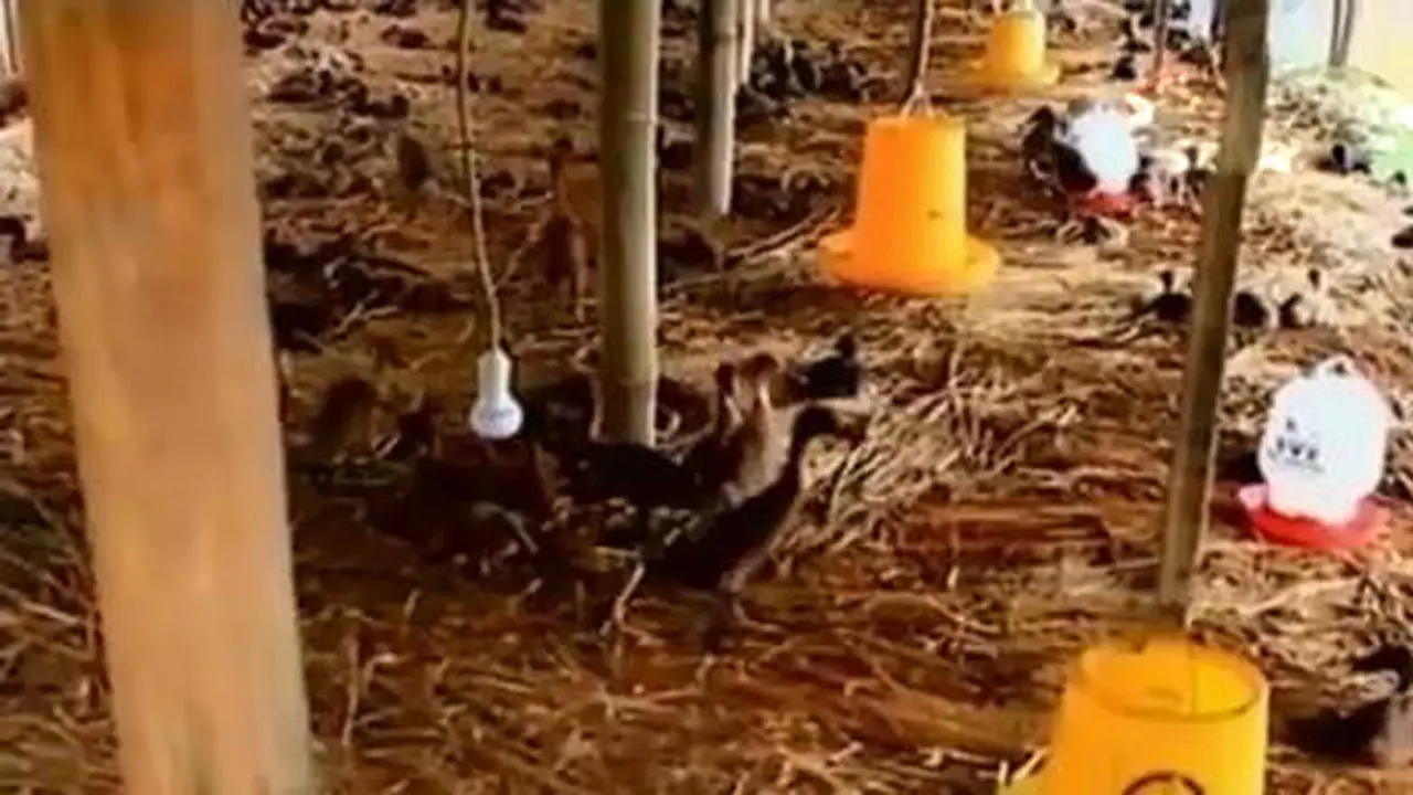 Dugaan Flu Burung hingga Pria Penderita Stroke