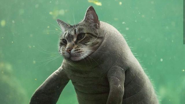 Begini Rupa Kucing Jadi Hewan Lain