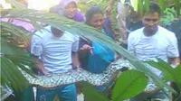 Nyaris Terjerat, Petani Asal Dayak Berhasil Menaklukan Ular Piton