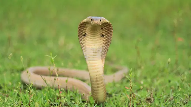King Cobra