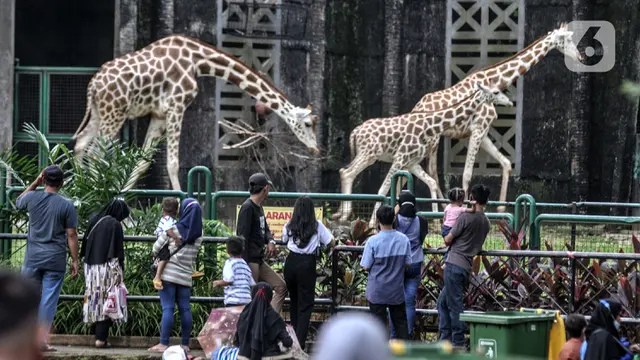 FOTO: Libur Lebaran di Taman Margasatwa Ragunan