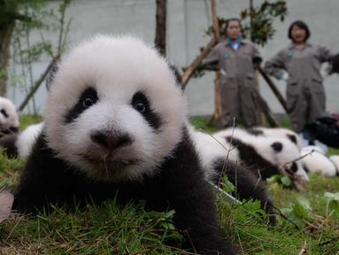 Ekspresi anak panda saat terbaring di tanah di Bifengxia Base of China Conservation and Research Centre of the Giant Panda di Wenchuan, provinsi Sichuan, China (13/10). Laju kelahiran Panda sedang ditingkatkan di China. (AFP Photo/Str/China Out)