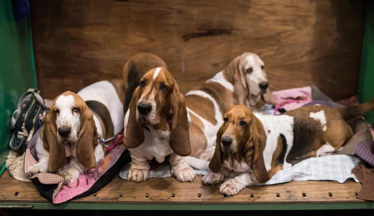 Anjing Basset Hounds bersantai sebelum tampil pada hari kedua pertunjukan anjing Crufts di National Exhibition Centre di Birmingham, Inggris tengah, (9/3). (AFP Photo/Oli Scarff)
