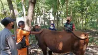 Realisasi Vaksinasi PMK Tahap Pertama di Probolinggo Capai 98 Persen