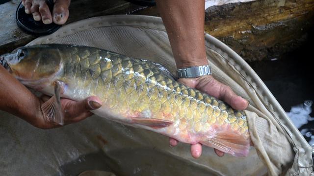 Indukan ikan Dewa di Banyumas, Jawa Tengah. (Foto: Liputan6.com/Muhamad Ridlo)