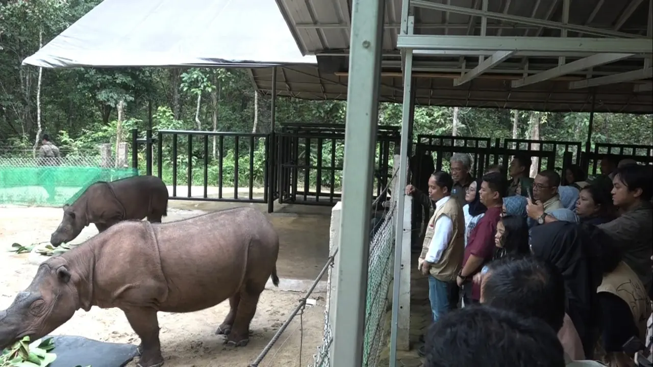 Menhut, Raja Juli Antoni ketika melihat kondisi Badak Sumatera di Suaka Rhino Sumatera (SRR) Taman Nasional Way Kambas (TNWK), Lampung Timur. Foto : (Liputan6.com/Ardi).