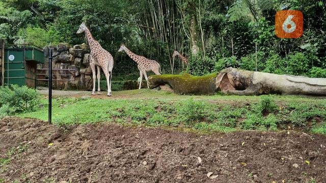 Ilustrasi satwa, binatang, jerapah. (Liputan6.com/Tanti Yulianingsih)