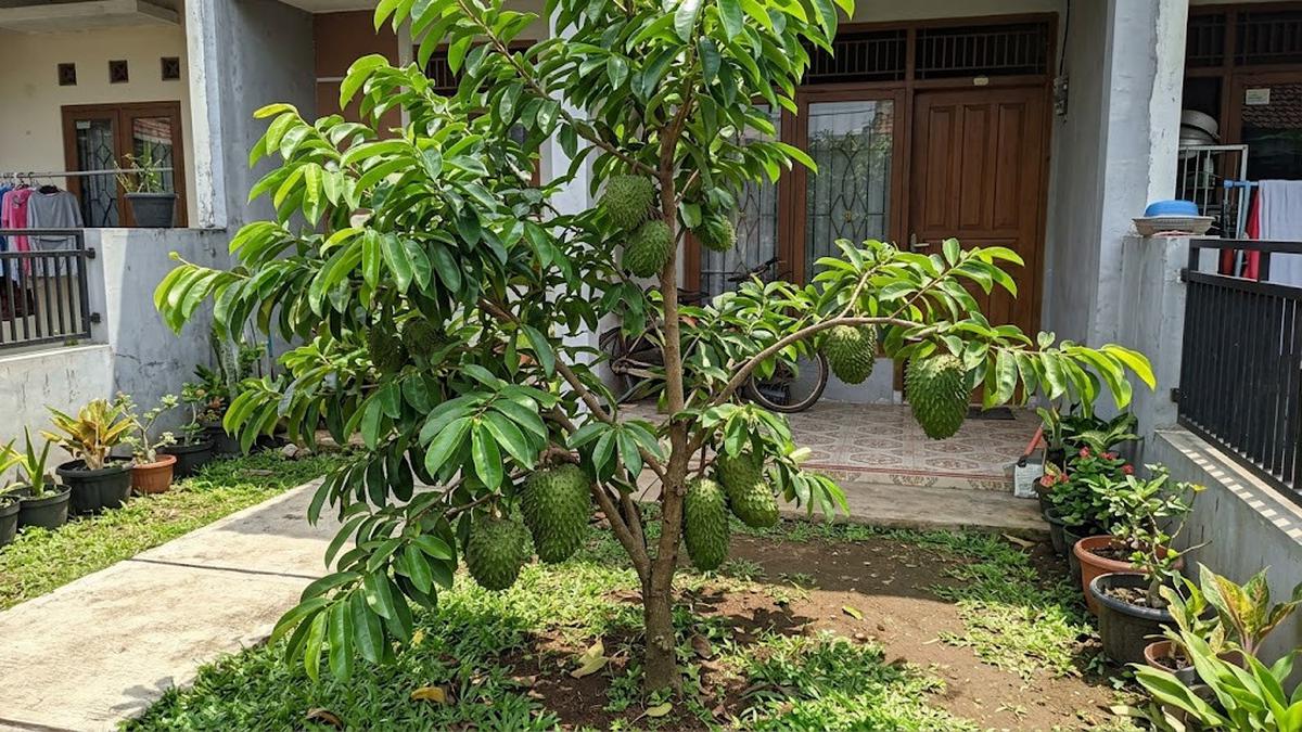11 Cara Membuat Pohon Sirsak Pendek tapi Cepat Berbuah, Perawatannya Lebih Praktis