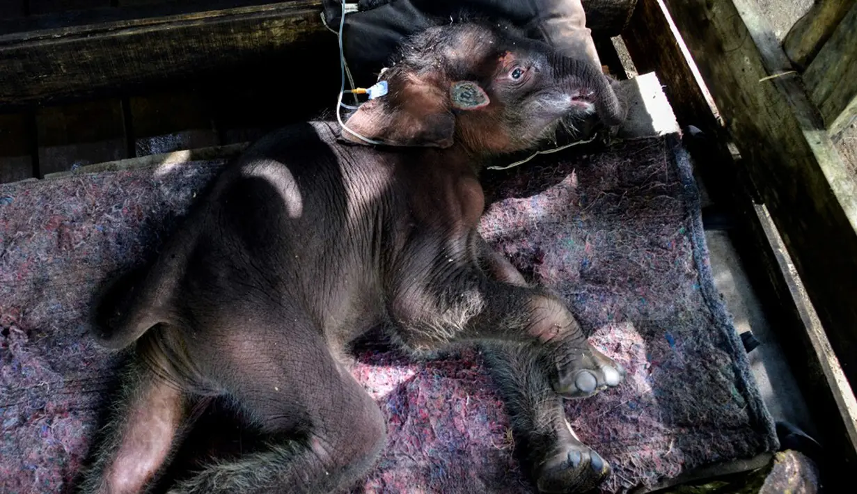 Seekor bayi gajah Sumatera mendapat perawatan medis di Pusat Konservasi Gajah Saree, Aceh Besar, Aceh, Senin (15/2/2021). Bayi gajah seberat 85 kilogram itu ditangani secara medis di PKG Saree. (CHAIDEER MAHYUDDIN/AFP)