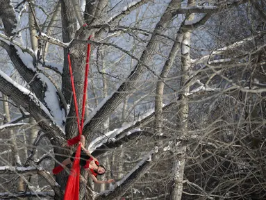 Penari berkostum Santa Claus melakukan aksi di sebuah pohon di Mohe, Provinsi Heilongjiang, China, Jumat (23/12). Dengan suhu mencapai minus 37 derajat Celcius penari ini tetap semangat menari menyambut perayaan Natal. (REUTERS/Stringer)