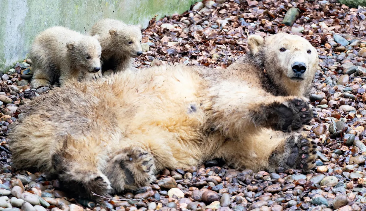 Dua anak beruang kutub bersembunyi di belakang sang induk "Malik" selama tamasya pertama mereka di Kebun Binatang Aalborg, Denmark, 4 Maret 2020. Kebun Binatang ini membiarkan penghuni baru tersebut melakukan langkah pertamanya di dunia luar. (Henning Bagger/Ritzau Scanpix/AFP)