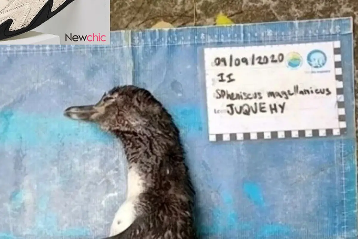 Miris, Nasib Pinguin Ini Tersedak Masker N9 Ketika Sedang Mencari Makanan