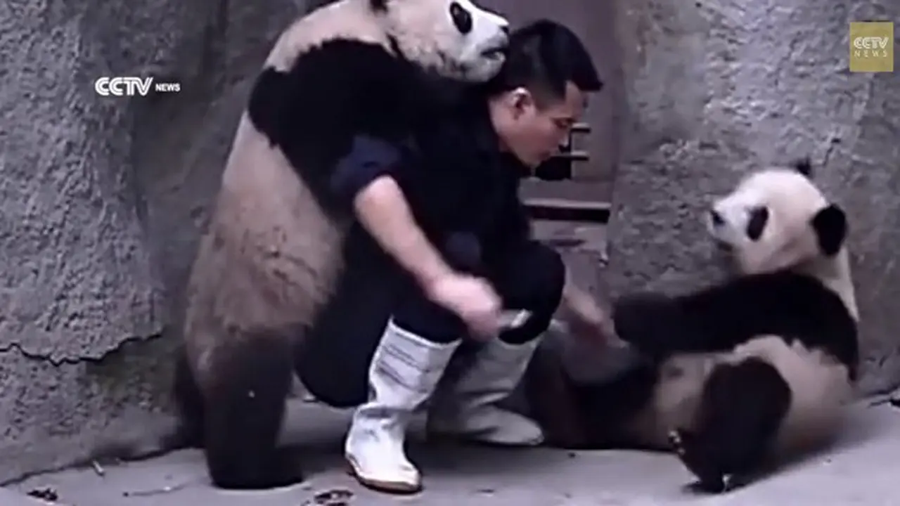 Panda