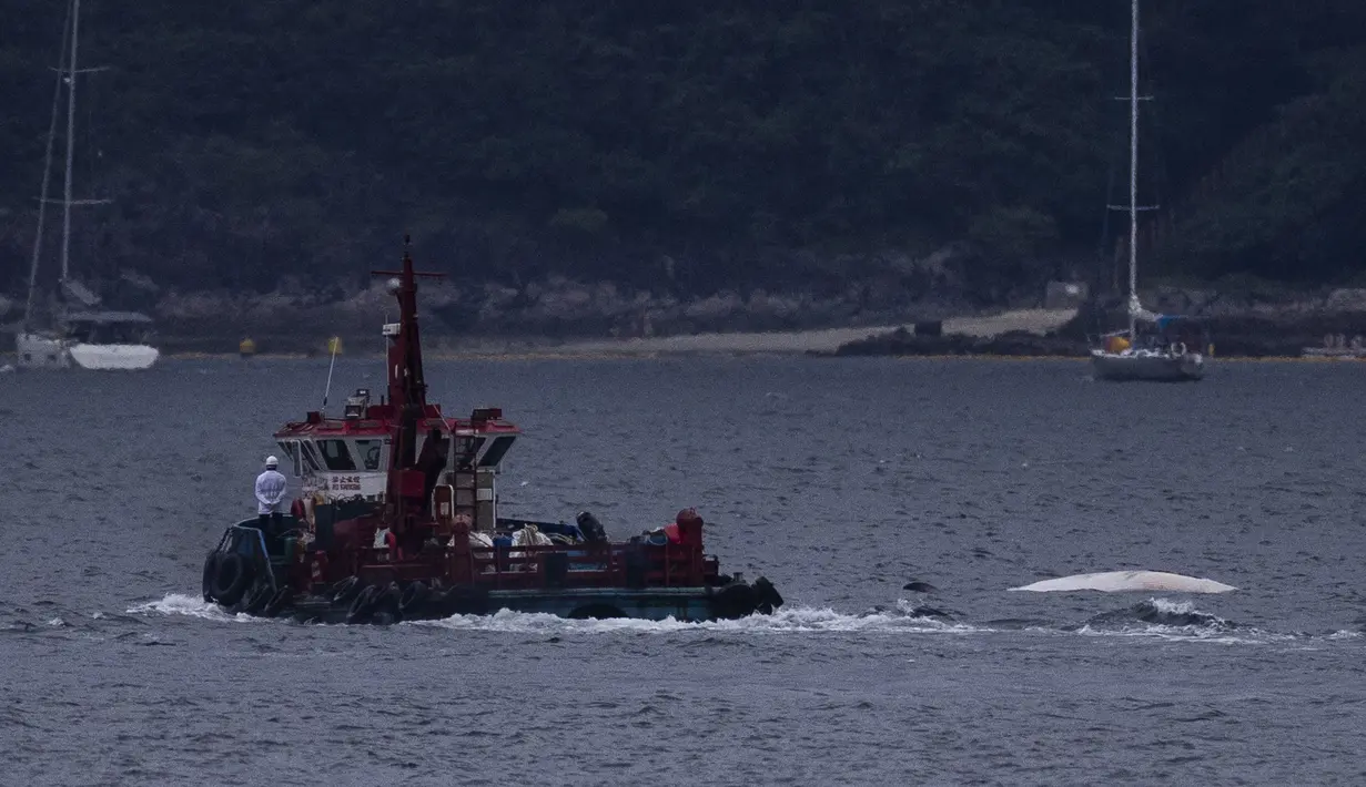 Para nelayan menemukan bangkai paus tersebut, yang diyakini sebagai paus Bryde yang pertama kali terlihat di lepas pantai Sai Kung pada tanggal 13 Juli, mengambang di dekat pantai pada hari Senin pagi. (AP Photo/Louise Delmotte)