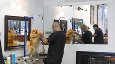 Pekerja menangani anjing di salon perawatan hewan peliharaan di Plano, Kota Dallas, Texas, Amerika Serikat, Jumat (1/5/2020). Texas secara bertahap mulai kembali membuka kegiatan bisnis pada 1 Mei 2020. (Xinhua/Tian Dan)