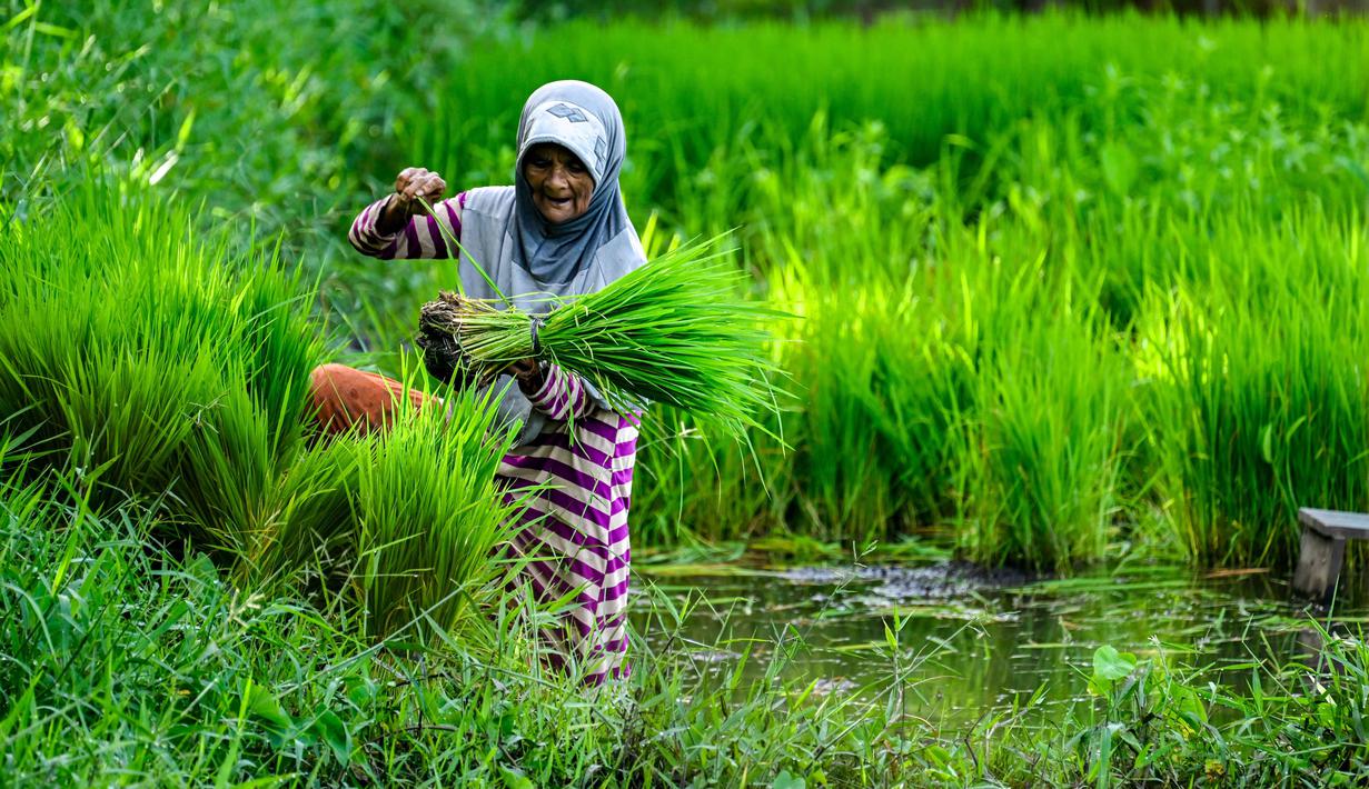Dari sisi produksi, padi dalam bentuk Gabah Kering Panen (GKP) pada tahun 2025 diperkirakan mencapai 1,99 juta ton. Tampak dalam foto, seorang petani mengikat bibit padi untuk ditanam di sawah di Lhoknga, Provinsi Aceh pada Kamis 20 November 2025. (CHAIDEER MAHYUDDIN/AFP)