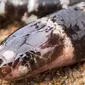 Bandy-bandy, spesies ular penggali, dianggap berisiko punah karena penambangan. (University of Queensland)