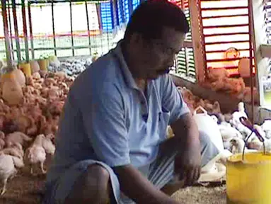 Citizen6, Sumenep: Salah seorang peternak sedang memberi pakan yang dicampur obat untuk mencegah penyakit pada ayam akibat cuaca buruk yang terjadi.