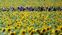 Pembalap melewati perkebunan bunga matahari saat beraksi pada ajang Tour de France 2023 di Limoges, Prancis (8/7/2023). Tour de France merupakan salah satu kejuaraan balap sepeda jalanan paling tua dan bergengsi di dunia. (Photo by Anne-Christine POUJOULAT / AFP)