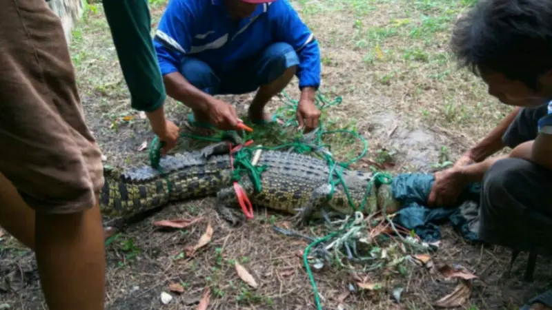 Warga Tangkap Buaya Peliharaan yang Lepas