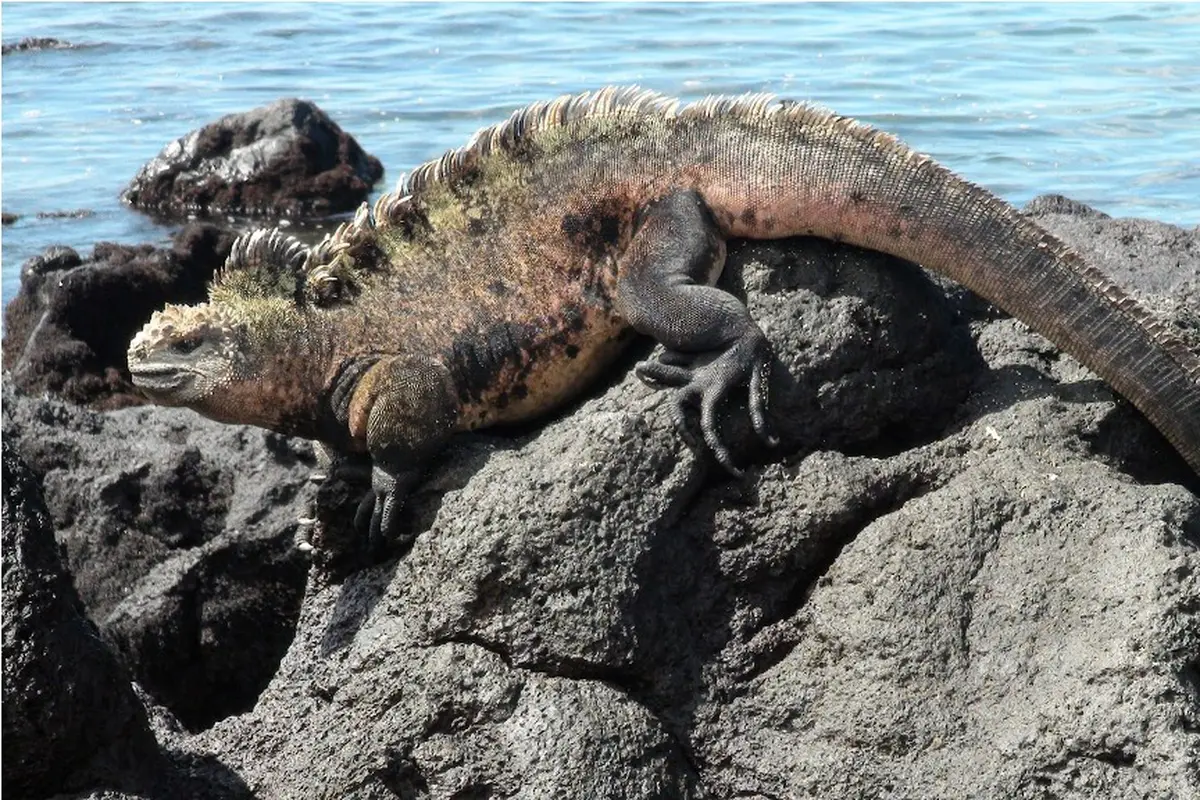 Wow, Ternyata Ini Rupa 'Godzila' di Dunia Nyata!