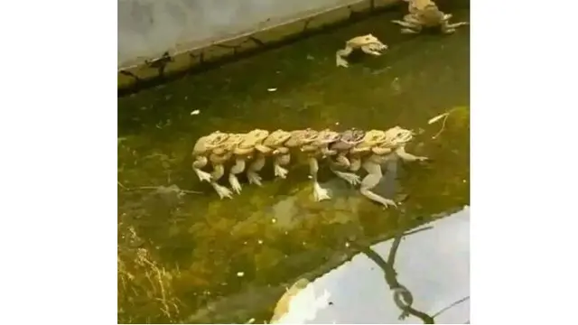 6 Potret Tingkah Lucu Katak yang Tak Sengaja Terekam Kamera, Bikin Gemas