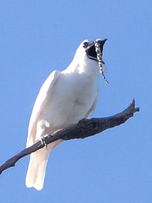 White Bellbird