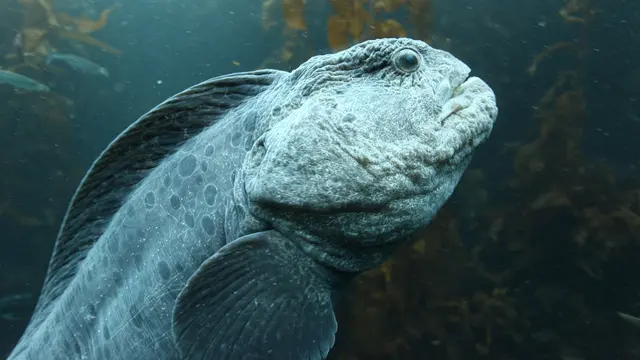 belut serigala