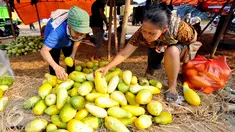 Pedagang merapihkan Timun Suri di Pasar Induk Kramat Jati, Jakarta, Senin (22/6/2015). Memasuki bulan Ramadan permintaan Timun Suri meningkat dengan kisaran harga Rp10.000 -Rp25.000. (Liputan6.com/Yoppy Renato)
