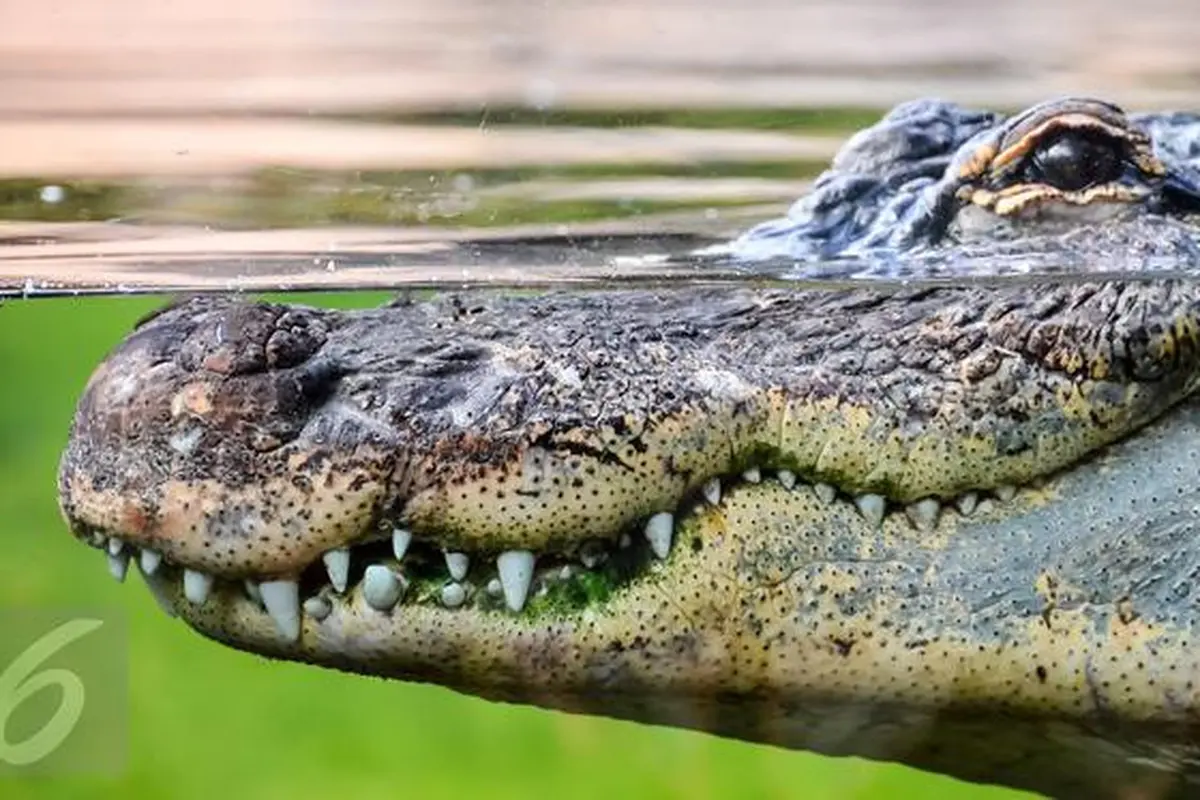 Pencarian Jasad Warga Siak Korban Terkaman Buaya Libatkan Pawang