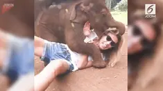 Seekor bayi gajah mencaoba berbaring di atas tubuh turis wanita di Thailand.