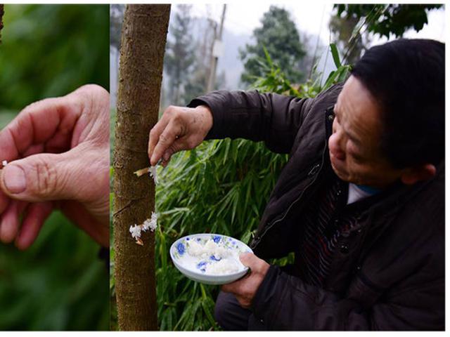 Unik Tradisi Beri Makan Pohon Dengan Nasi Bisa Suburkan Tanaman Citizen6 Liputan6 Com