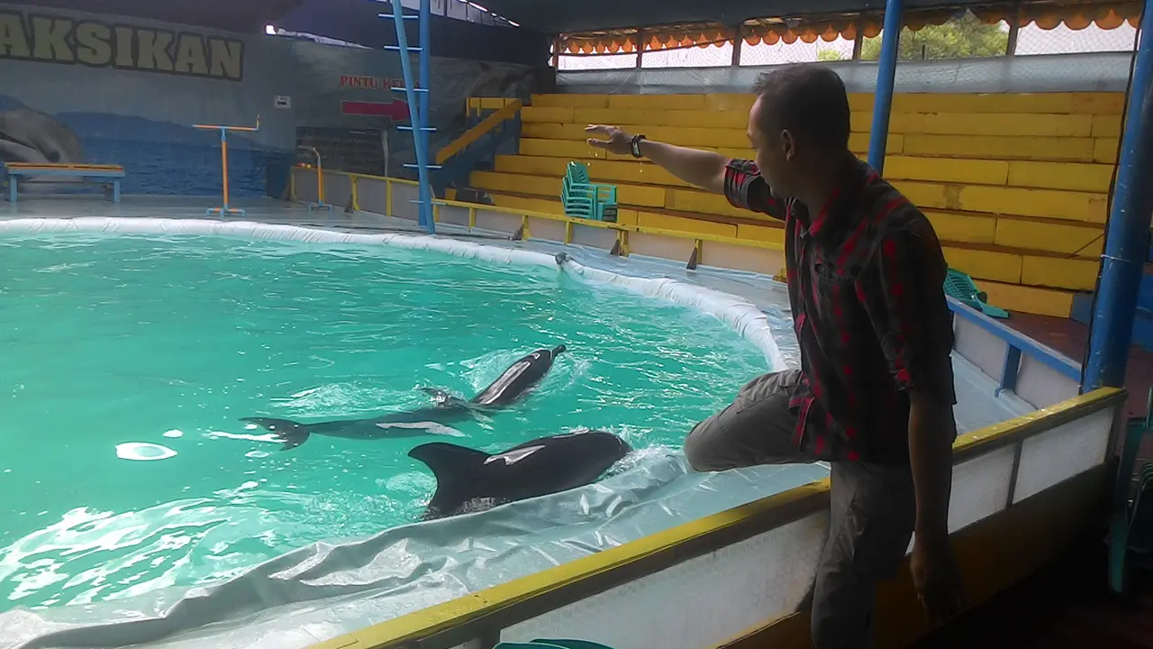 Nampak Romy, tengah memberikan intruksi kepada dua lumba-lumba botol untuk melakukan atraksi
