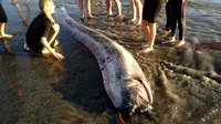 Penampakan oarfish diyakini sebagai pertanda gempa bumi. (Foto: Mark Bussey / AP)