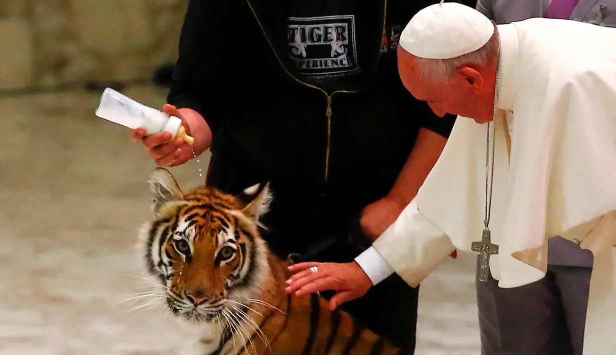  Paus Francis saat ingin membelai seekor harimau di tengah acara sirkus jalanan yang digelar di Aula Paulus VI di Vatikan (16/6).Meskipun sedikit berhati-hati Paus Francis memegang seekor harimau tersebut. (REUTERS/Tony Gentile)