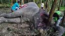 Sejumlah petugas bersama aktivis WWF melakukan otopsi gajah yang mati ditangan pemburu di Kabupaten Bengkalis, Riau, Rabu (11/2/2015).(Antara Foto/Wahyudie)