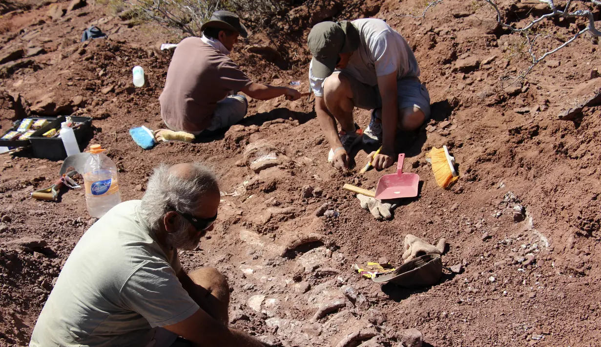 Gambar yang dirilis pada 20 Januari 2021 menunjukkan ahli paleontologi selama penggalian fosil yang ditemukan di barat daya Argentina.  Fosil tulang belulang tersebut diperkirakan berusia 98 juta tahun yang bagian-bagiannya saja seukuran manusia. (JOSE LUIS CARBALLIDO/CTyS-UNLaM/AFP)
