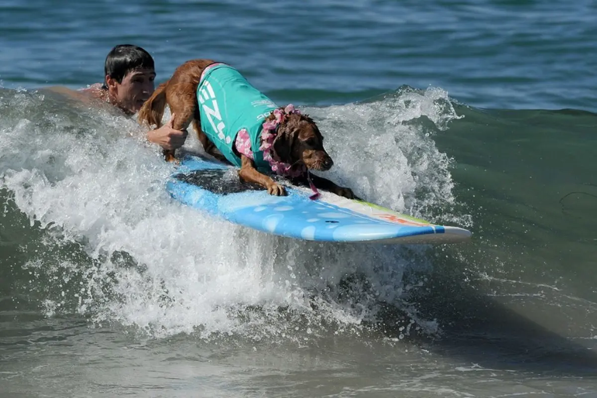 7 Foto Anjing Berselancar yang Bikin Kamu Ingin Ikutan ke Pantai